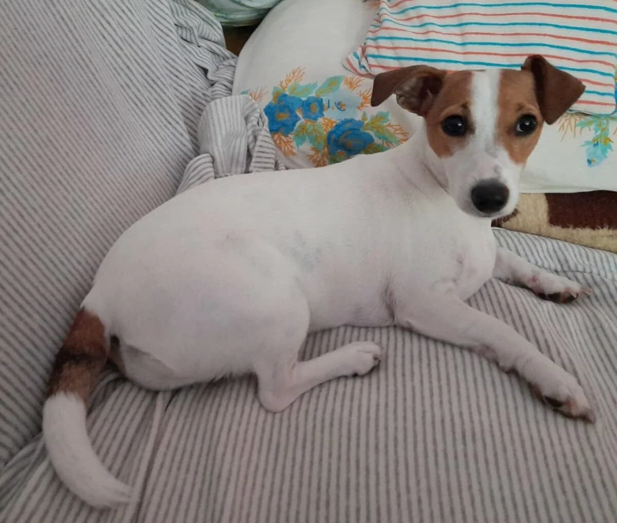 Jack Russel Terrier Hündin, Mixed Breed (Petsearch.ch)