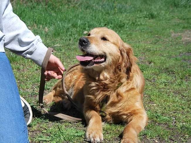 ARITA, bezaubernde Hundedame, ca. 6,5 Jahre, 52cm, 28kg, Mixed Breed (Petsearch.ch)