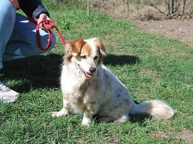 ALIZIA, freundliche Mischlingshündin, ca. 11 Jahre, 32cm, 10,4kg, female 3yo Mixed Breed for adoption at Petsearch.ch, Zurich