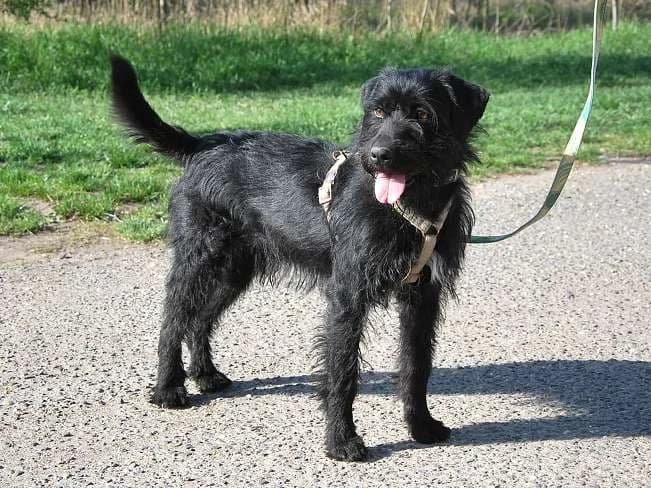 FERDINAND, freundlicher Mischlingsrüde, ca. 1,5 Jahr, 49cm, 16kg, Mixed Breed (Petsearch.ch)