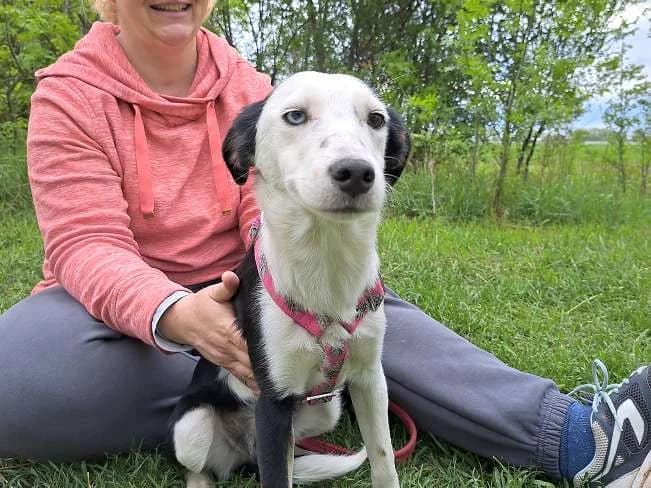 YUNNA, bezauberndes Mischlingsmädchen, ca. 10 Monate, 39cm, 7,2kg, Mixed Breed (Petsearch.ch)
