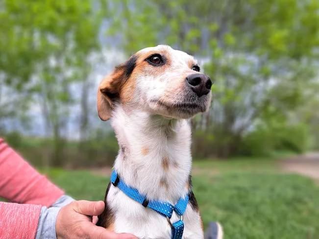 YUKKA, entzückendes Mischlingsmädchen, ca. 10 Monate, 41cm, 7,6kg, Mixed Breed (Petsearch.ch)