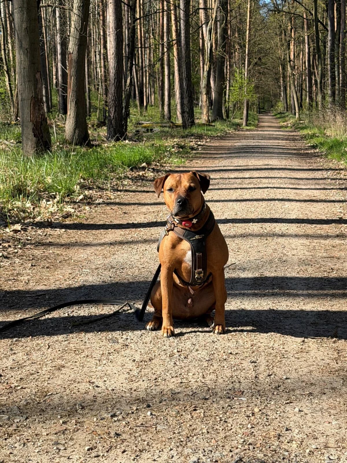 Verschmustes Ernergiebündel sucht ein neues Zuhause, Mixed Breed (Petsearch.ch)