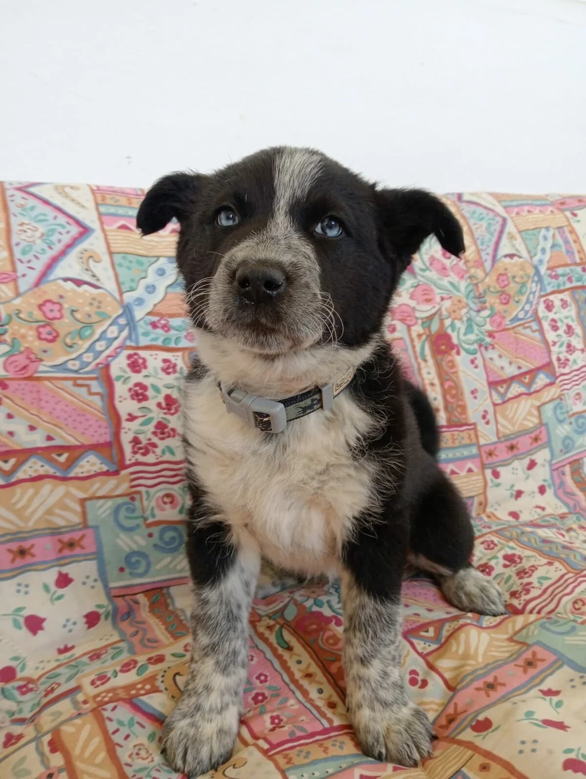 Dina, ein Sonnenschein für dein Leben, Mixed Breed (Petsearch.ch)