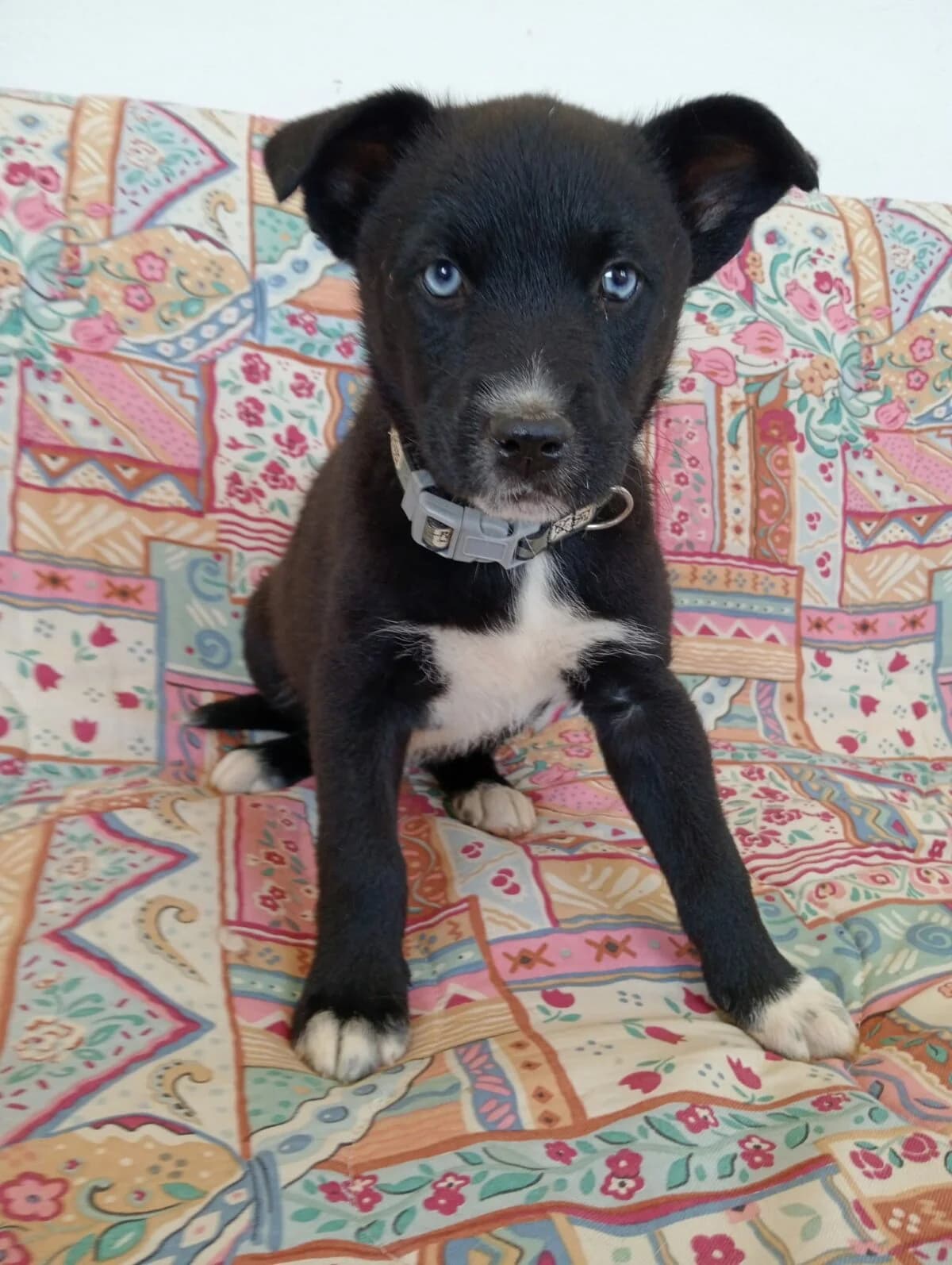 Dana, ein Sonnenschein für dein Leben, Mixed Breed (Petsearch.ch)