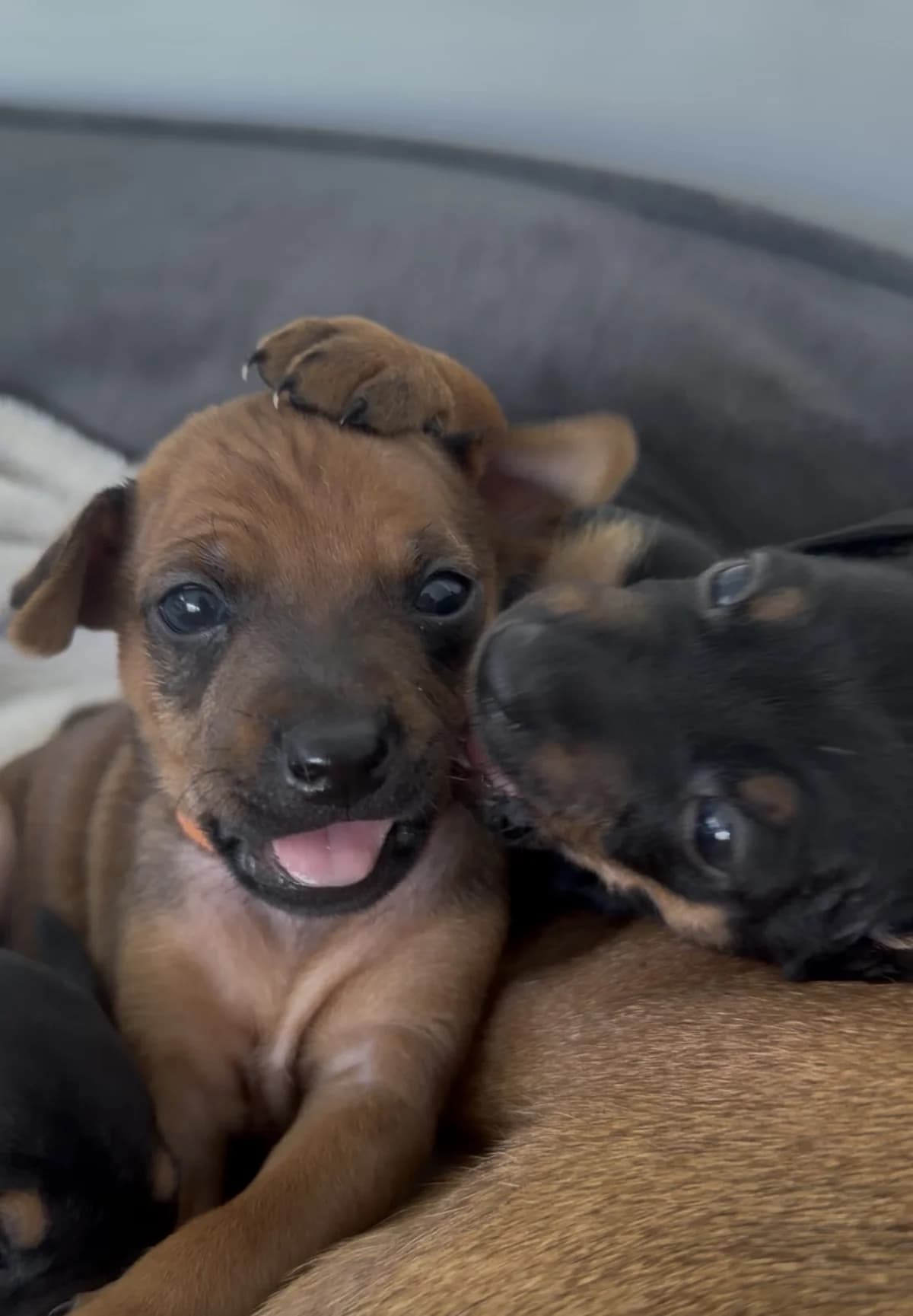 Zwergpinscher Welpen, Mixed Breed (Petsearch.ch)