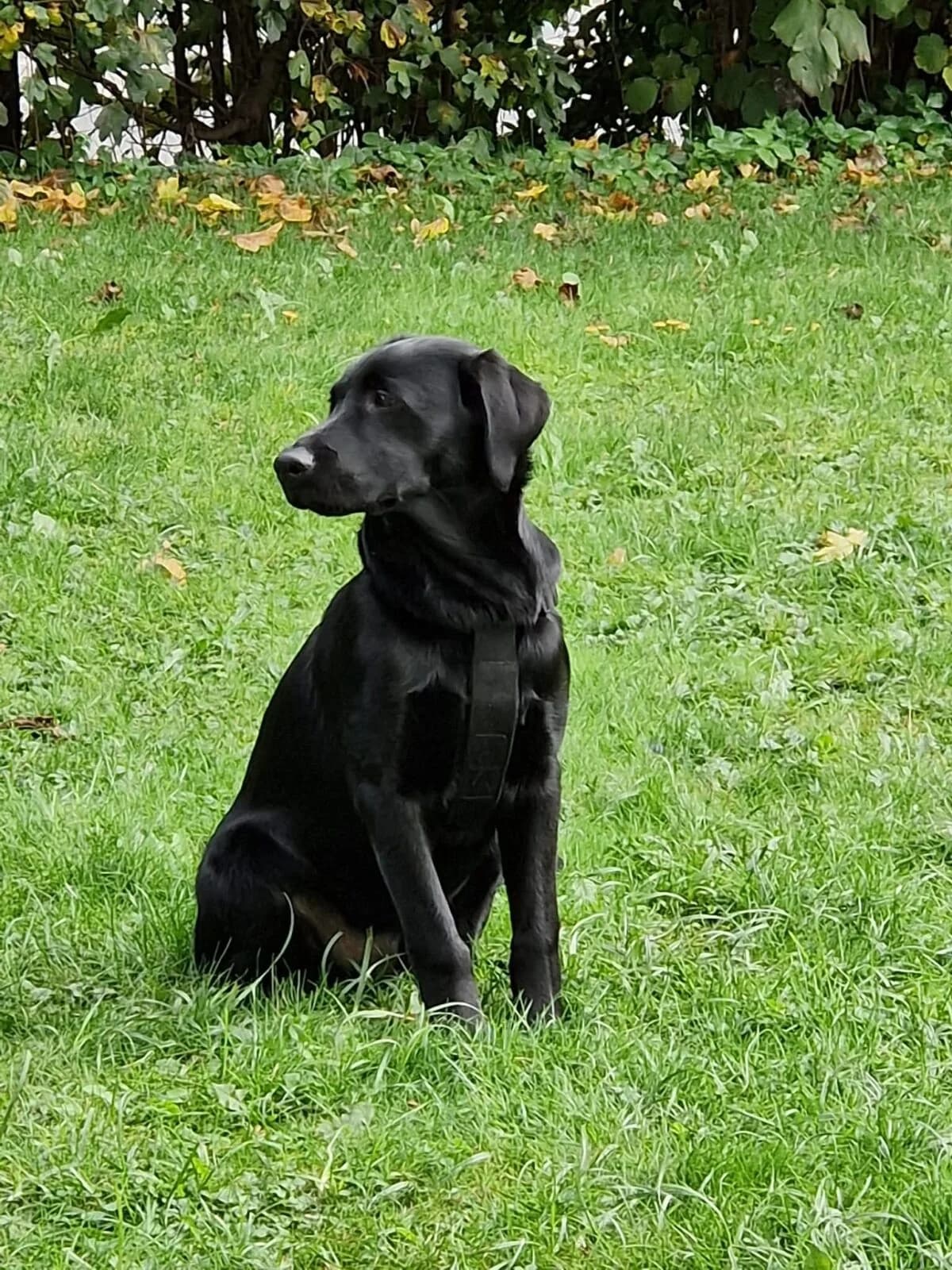 Kalle – Nicht perfekt aber richtig ❤️, Mixed Breed (Petsearch.ch)