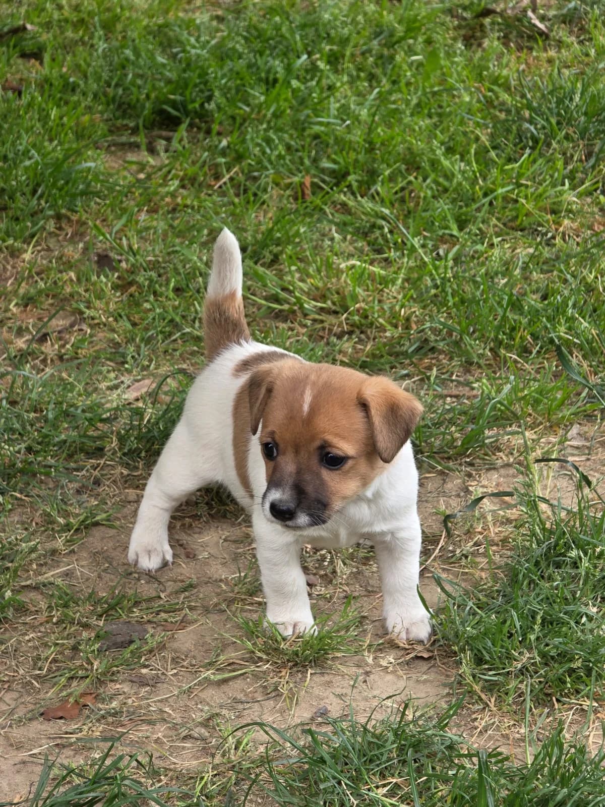 Jack Russell Terrier welpen, Mixed Breed (Petsearch.ch)