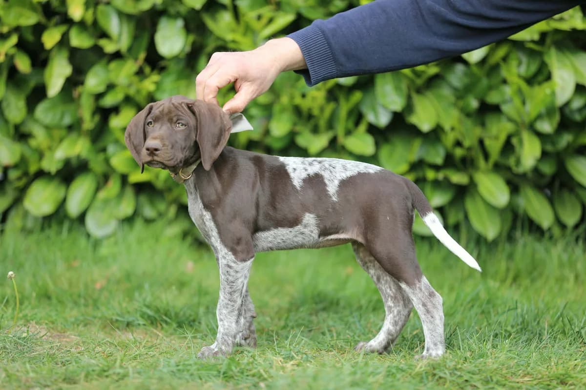 Deutsch Kurzhaar Hündin sucht ihre Familie, female puppy Mixed Breed for adoption at Petsearch.ch, Zurich