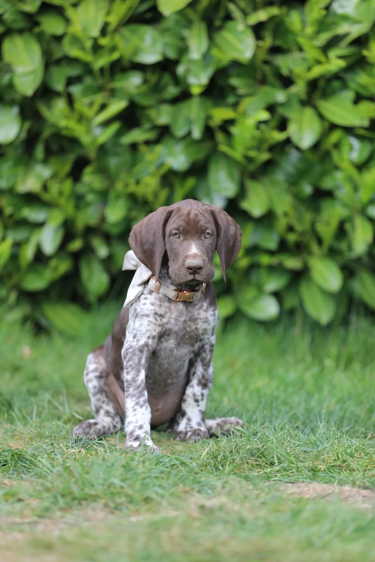 Deutsch Kurzhaar Hündin sucht ihre Familie, Mixed Breed (Petsearch.ch)