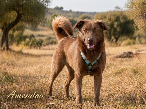 Amendoa, ein kesses Mädchen, Mixed Breed (Petsearch.ch)