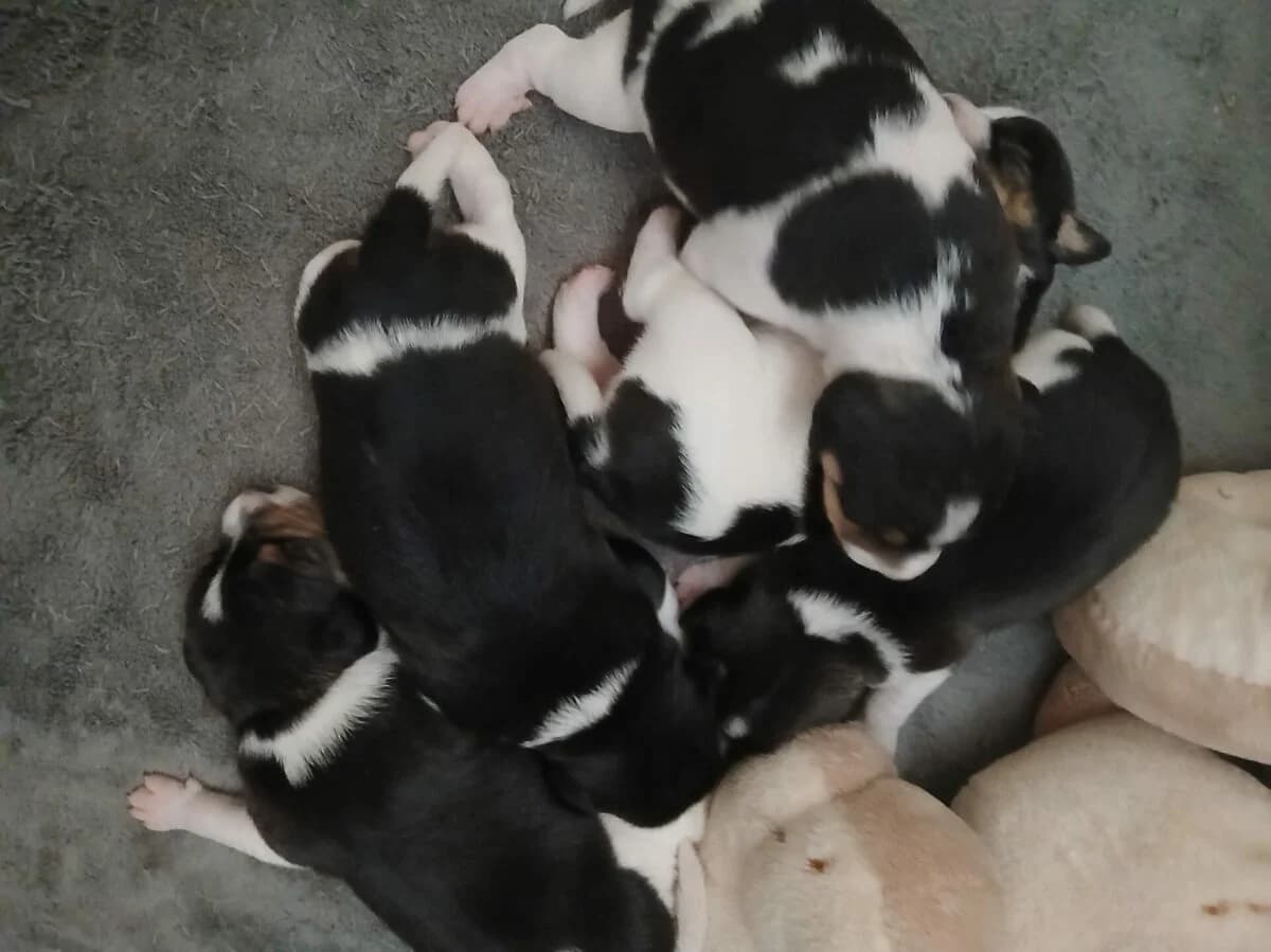 Jack Russel Terrier, Mixed Breed (Petsearch.ch)