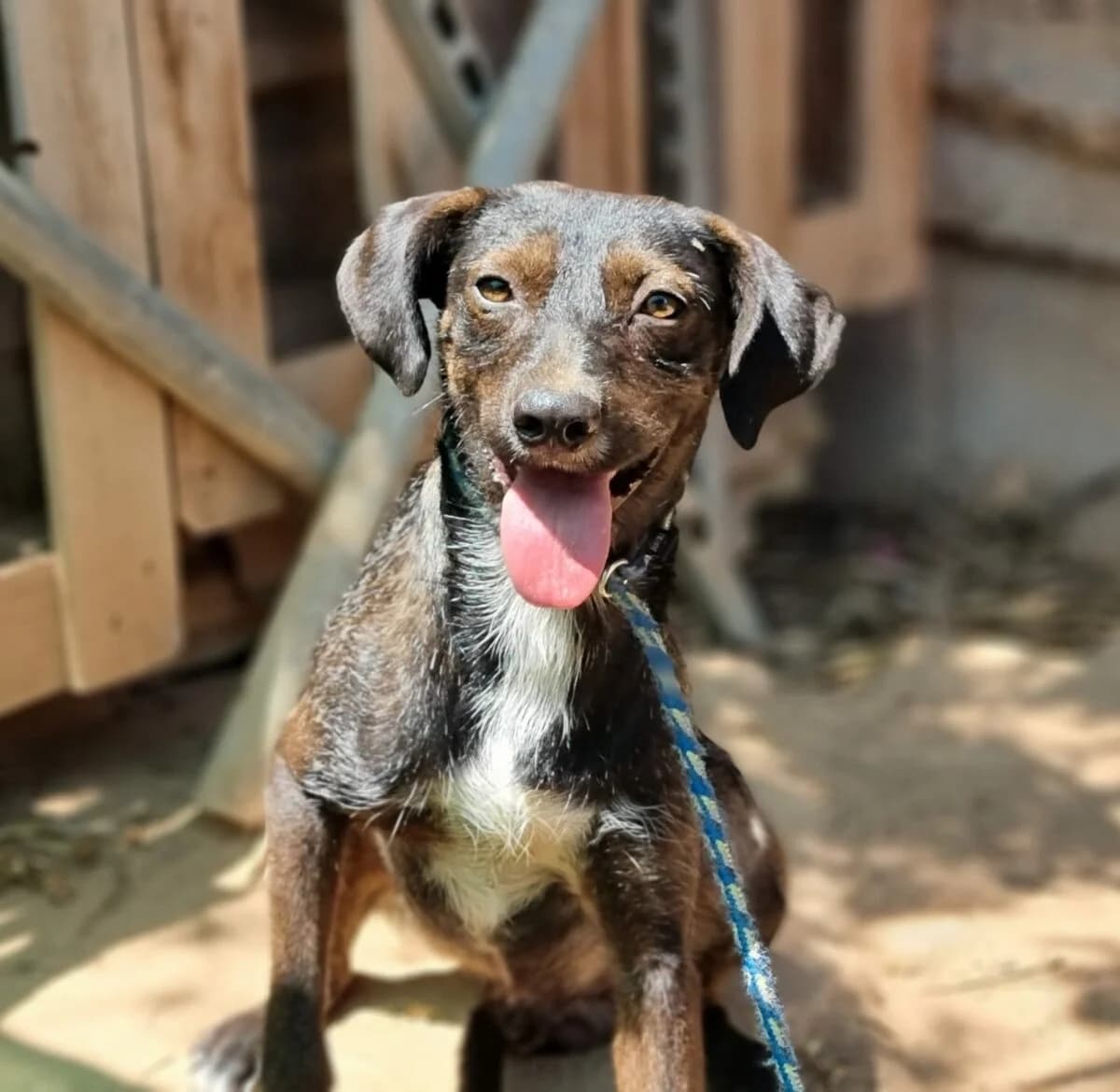 Mischling Mikel, Mixed Breed (Petsearch.ch)