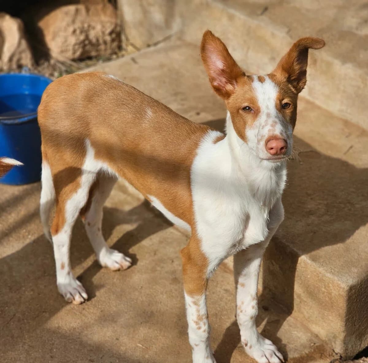 Podenco Nigel, Mixed Breed (Petsearch.ch)