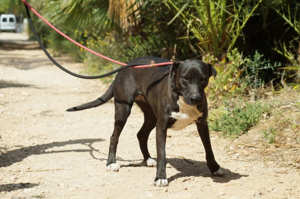 Menschenbezogene Ronja, Mixed Breed (Petsearch.ch)