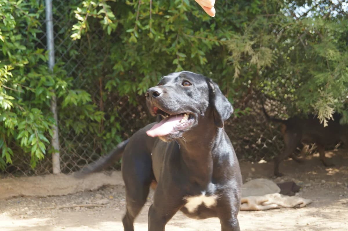Bewegungsfreudige Olena, Mixed Breed (Petsearch.ch)