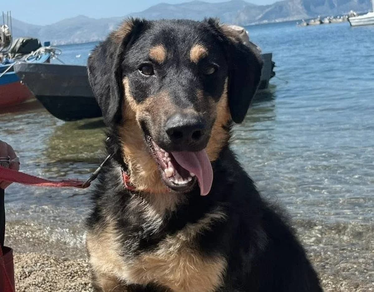 Grant sucht sein Glück, Mixed Breed (Petsearch.ch)