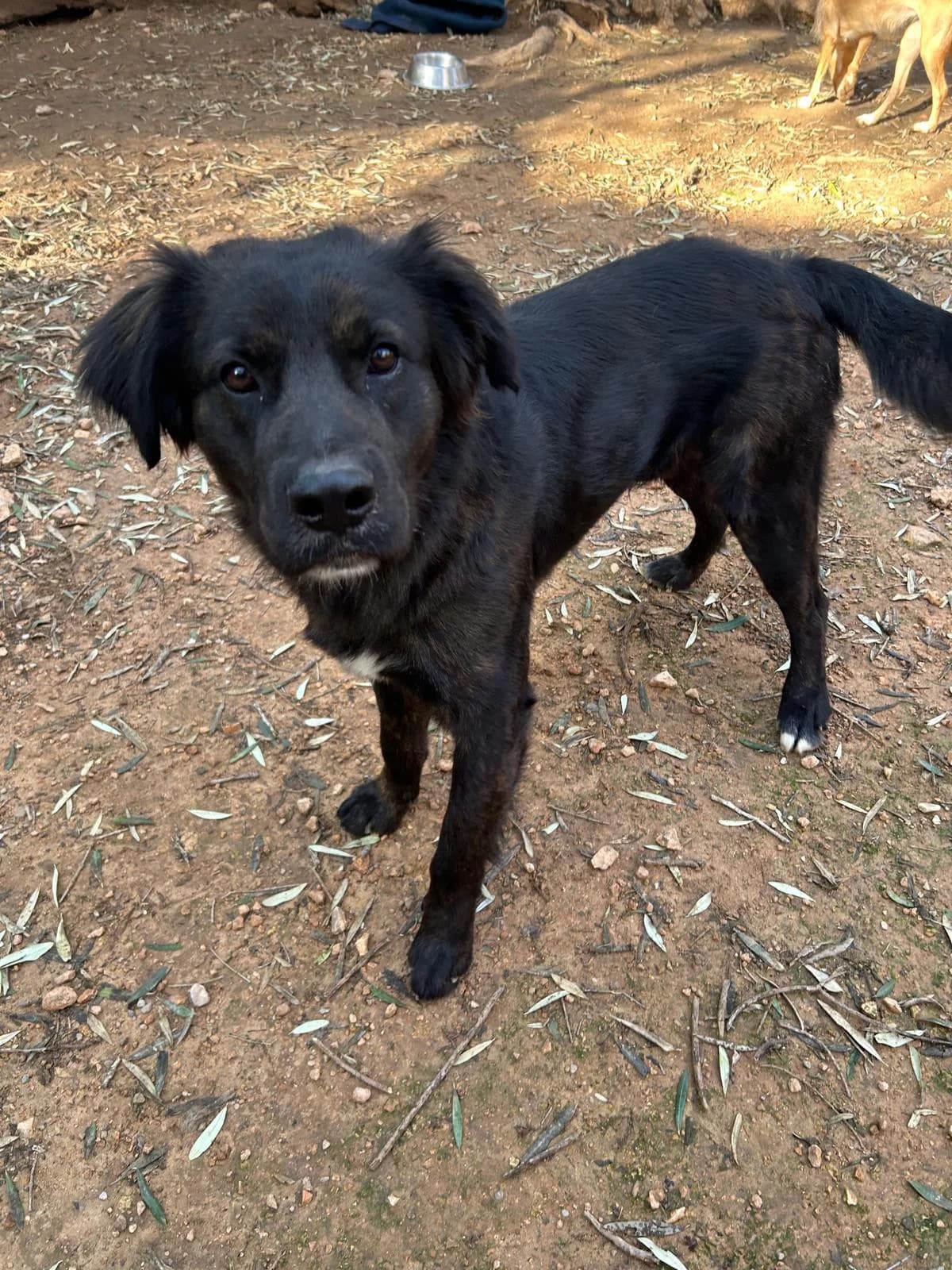 Aufmerksamer Balou, Mixed Breed (Petsearch.ch)