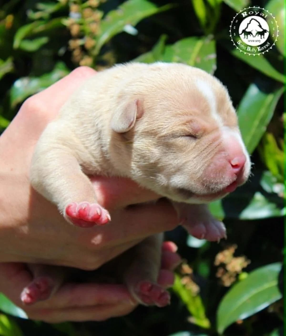 American Bully Welpen aus kontrollierter CH-Zucht, Mixed Breed (Petsearch.ch)