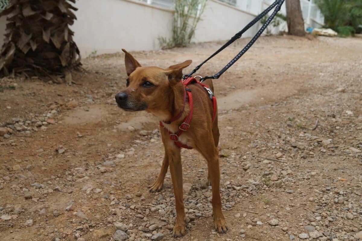 Zierliche Bambi, Mixed Breed (Petsearch.ch)