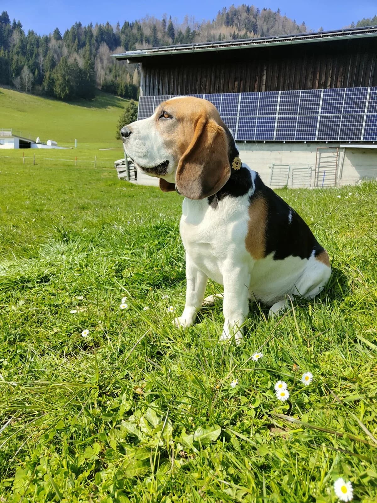 Bald erwarten wir reinrassige Beagle-Welpen, Mixed Breed (Petsearch.ch)