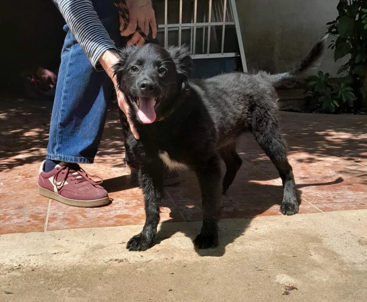 Welpe Nero, Mixed Breed (Petsearch.ch)
