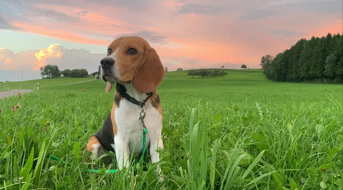 Sir Fraser sucht ein neues Zuhause, Mixed Breed (Petsearch.ch)
