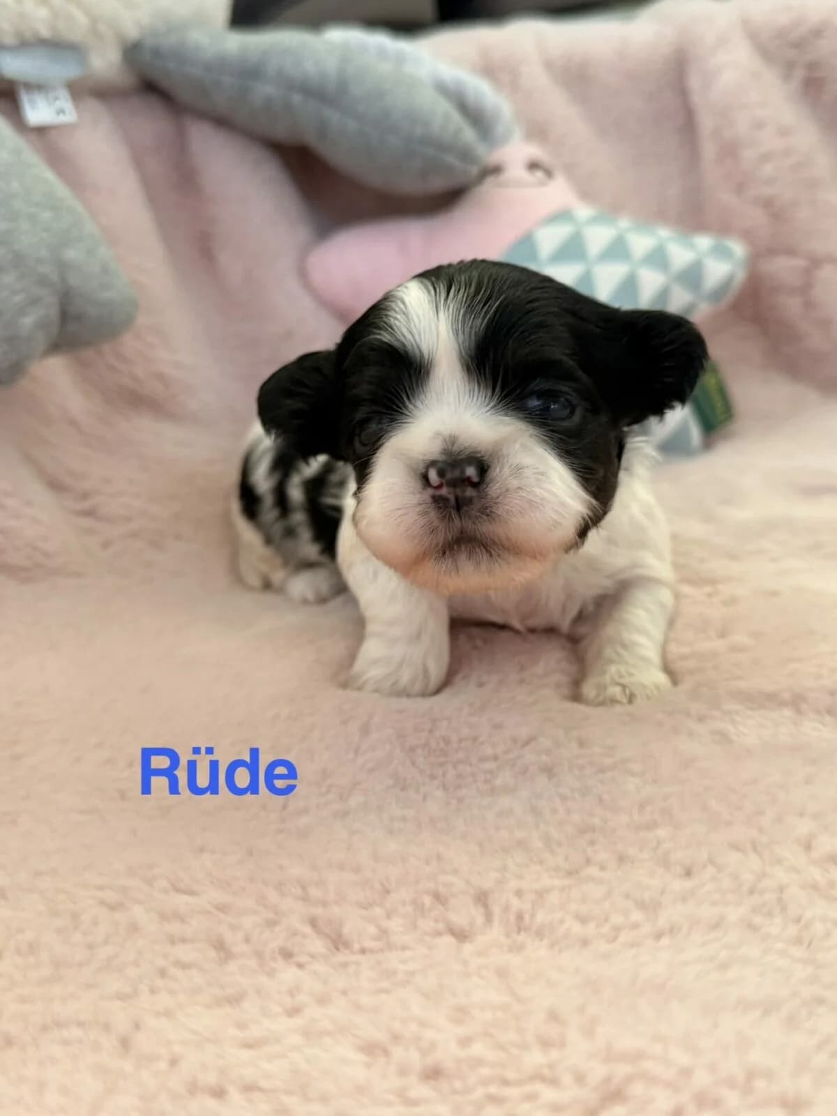 Shih-Tzu Welpen, Mixed Breed (Petsearch.ch)
