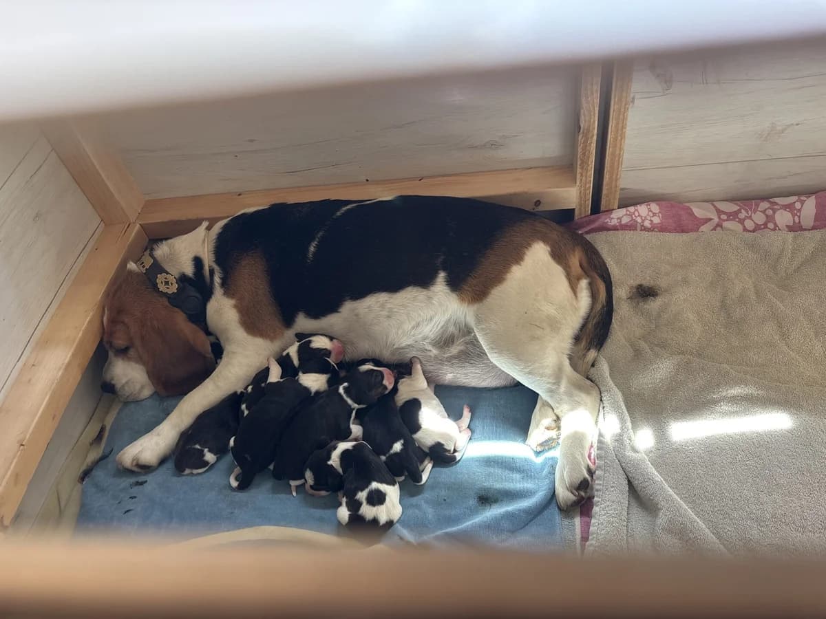 Reinrassige Beagle-Welpen aus Familienaufzucht, Mixed Breed (Petsearch.ch)