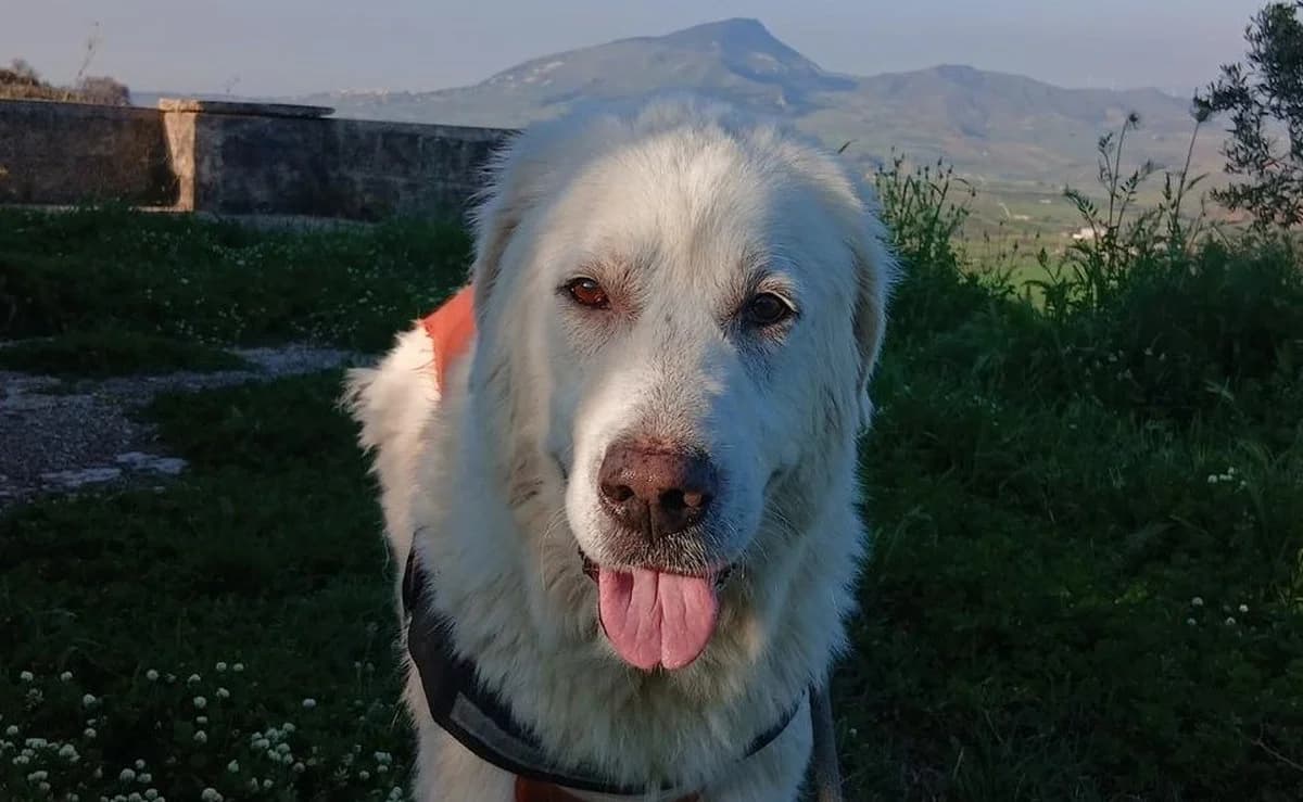 Alba sucht ein Zuhause mit Garten, Mixed Breed (Petsearch.ch)