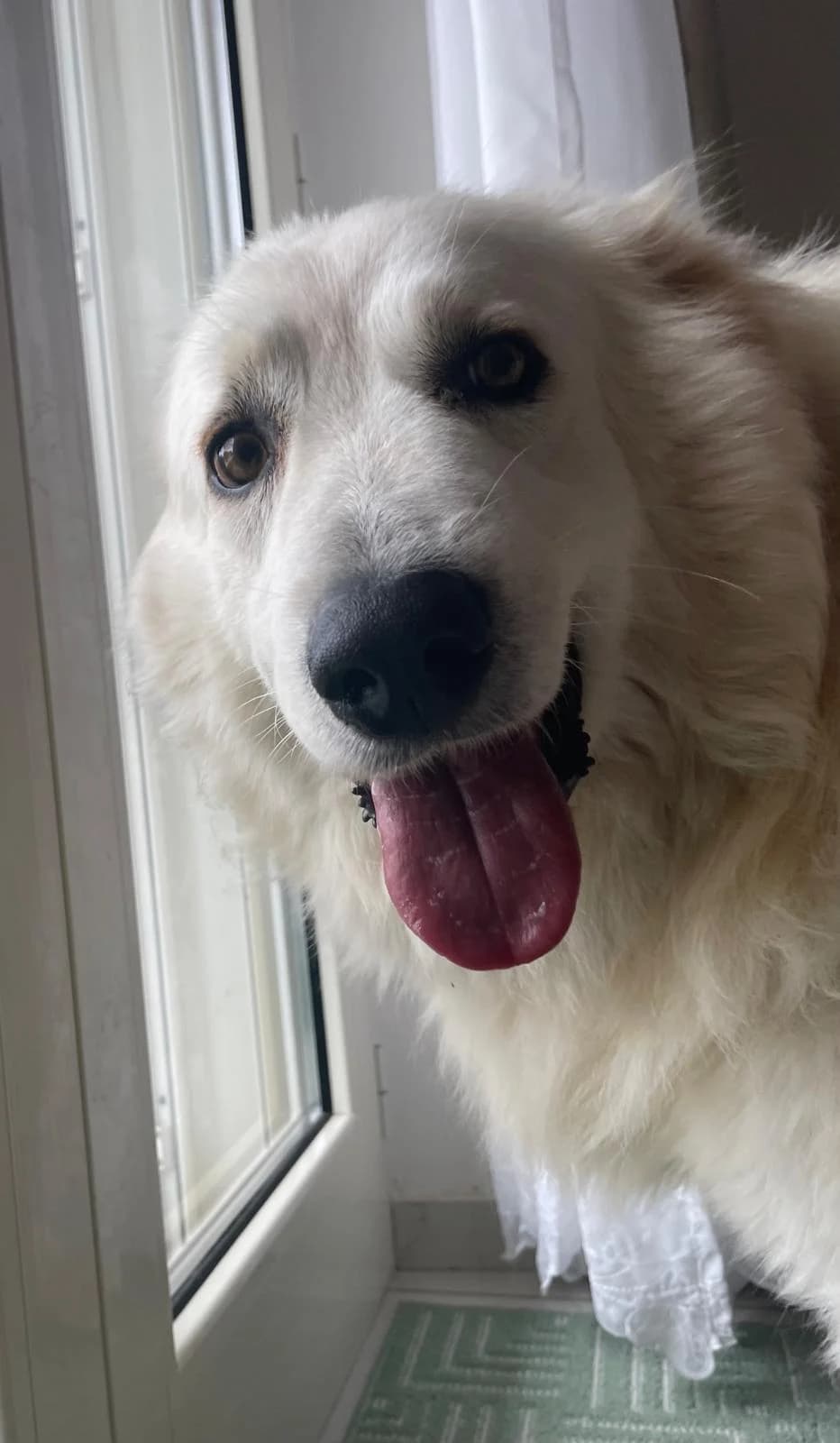 Fiocco der Sonnenschein sucht ein neues Zuhause, Mixed Breed (Petsearch.ch)