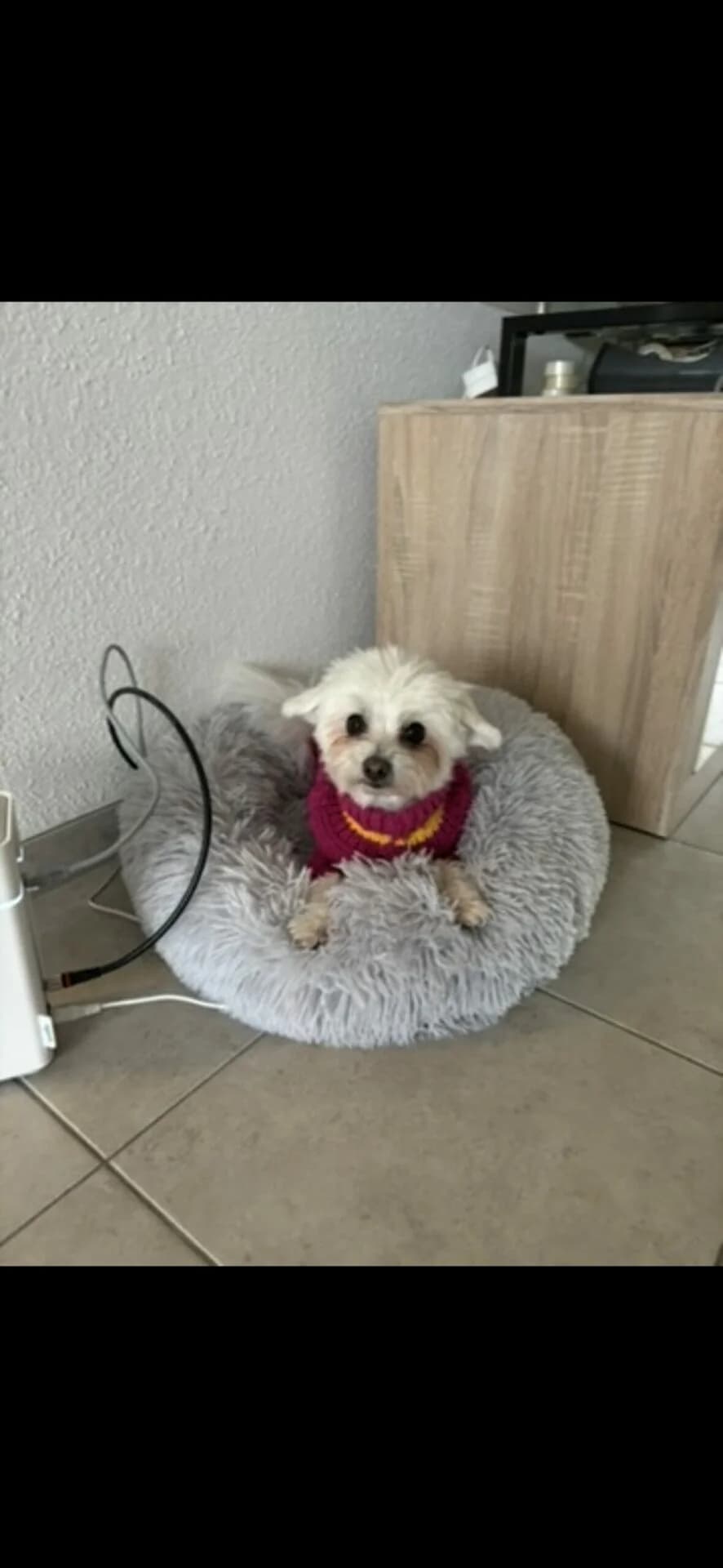 Malteser zum Verschenken, Mixed Breed (Petsearch.ch)