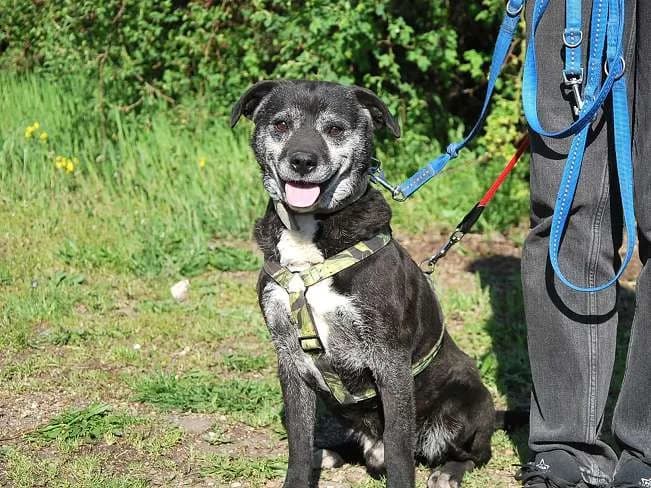 BLACKY, freundlicher Mischlingsrüde, ca. 8 Jahre, 46cm, 19kg, Mixed Breed (Petsearch.ch)