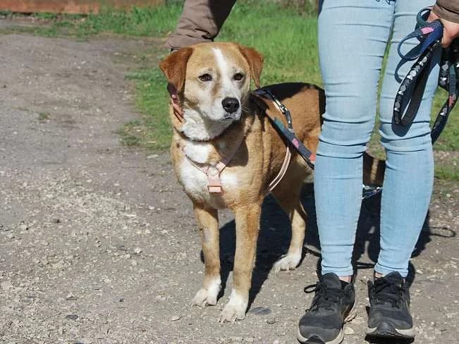 BROWNI, liebenswerte Mischlingshündin, ca. 8 Jahre, 48cm, 19kg, Mixed Breed (Petsearch.ch)