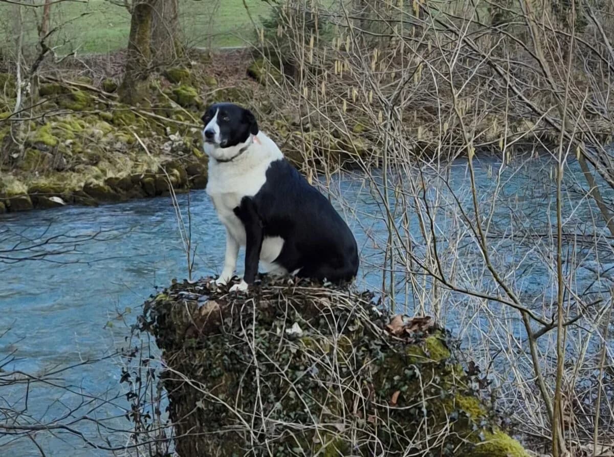 Sternli sucht neues Zuhause, Mixed Breed (Petsearch.ch)