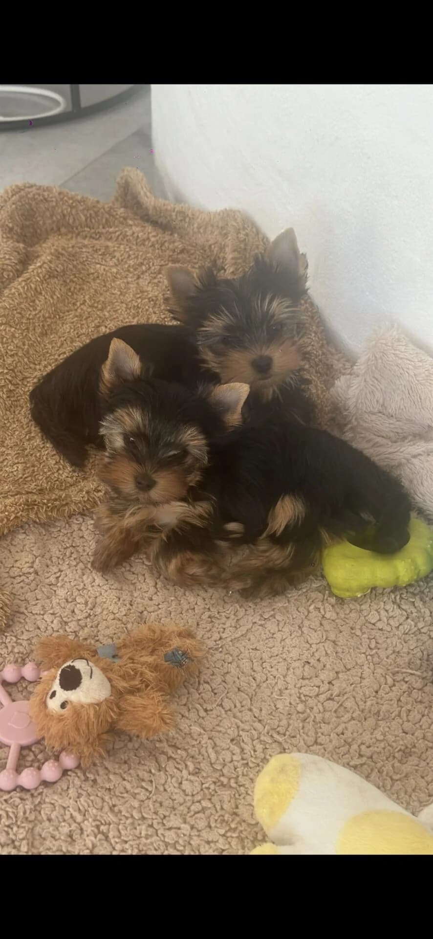 Yorkshire Terrier Welpen zu verkaufen, Mixed Breed (Petsearch.ch)