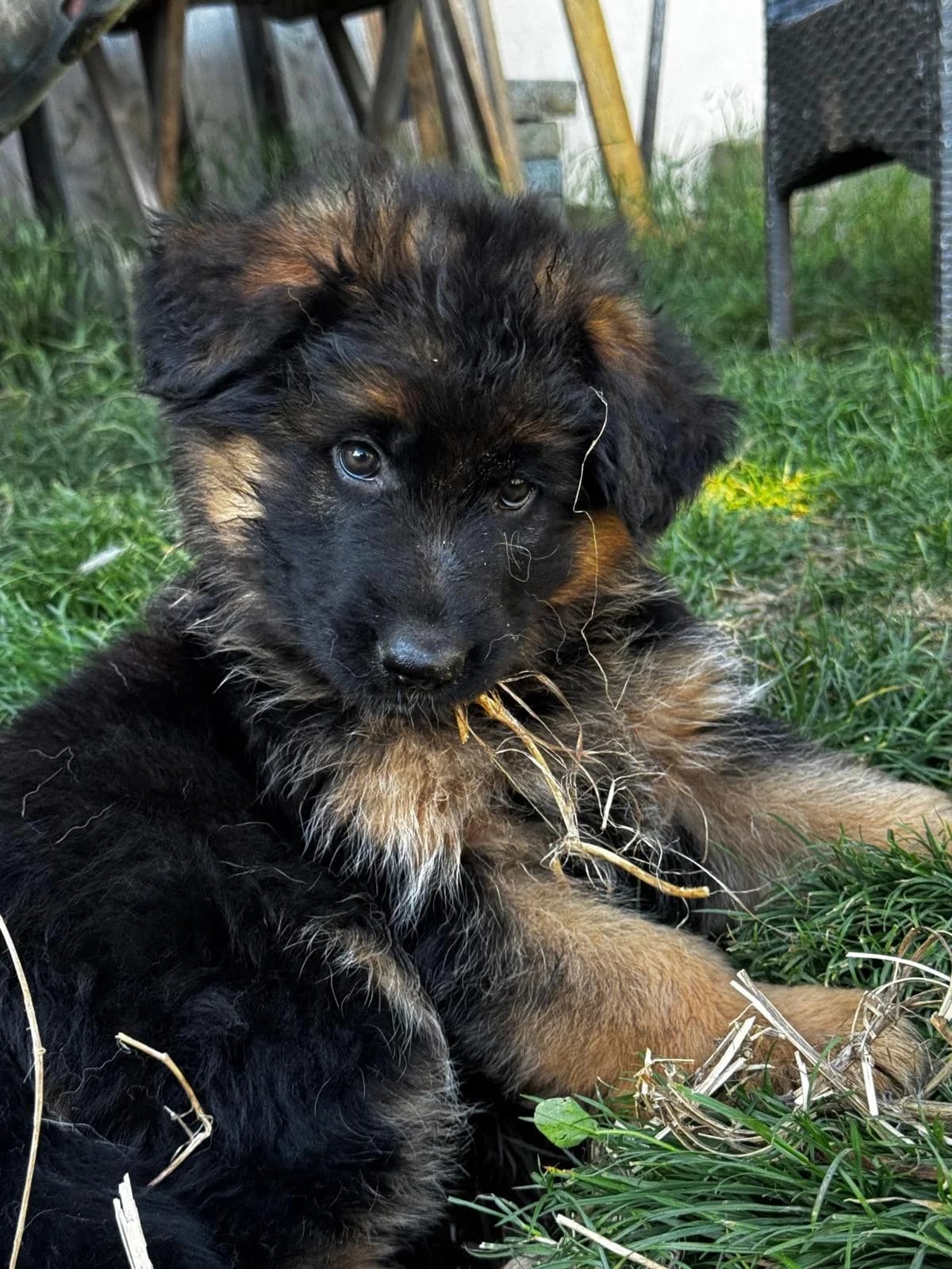 Deutscher Schäferhund, Welpe, Mixed Breed (Petsearch.ch)