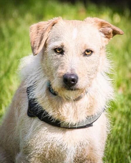 Patrick, auf dem Weg ins Vertrauen, Mixed Breed (Petsearch.ch)