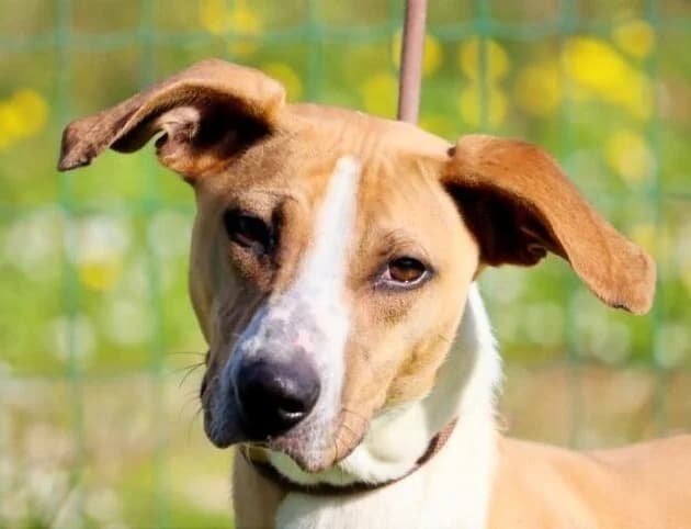 Bachi, ein liebenswerter Schatz, Mixed Breed (Petsearch.ch)