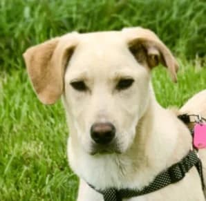 Ronaldo – ein junger Sunnyboy, Mixed Breed (Petsearch.ch)