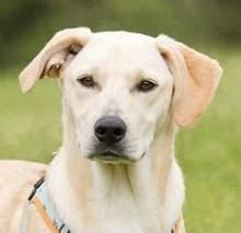 Chris – freundlich und neugierig, Mixed Breed (Petsearch.ch)