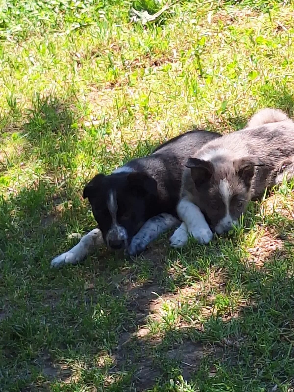Cuccioli maschi disponibili/Männliche Welpen verfügbar, Mixed Breed (Petsearch.ch)