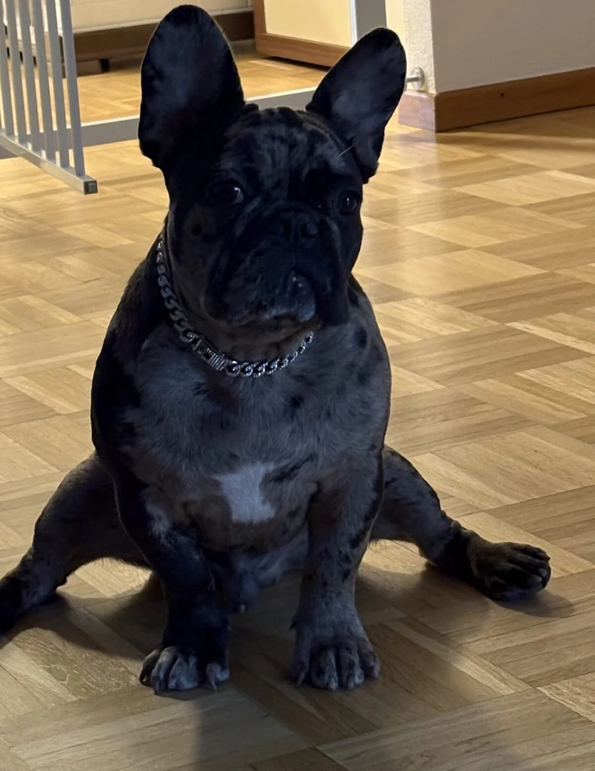 Hunde, Mixed Breed (Petsearch.ch)