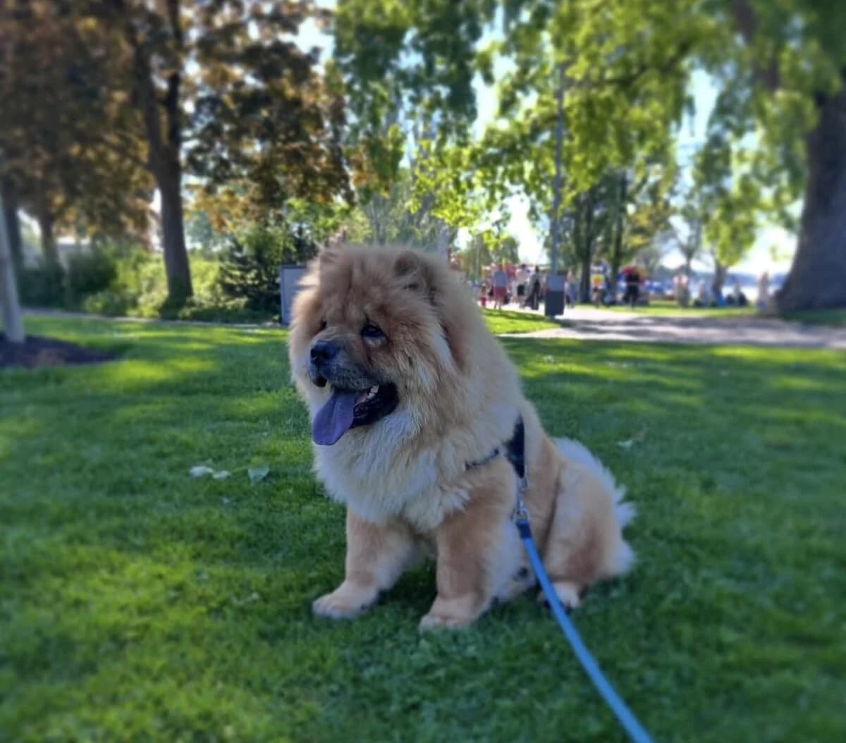 Wunderschöner Chow Chow, Mixed Breed (Petsearch.ch)