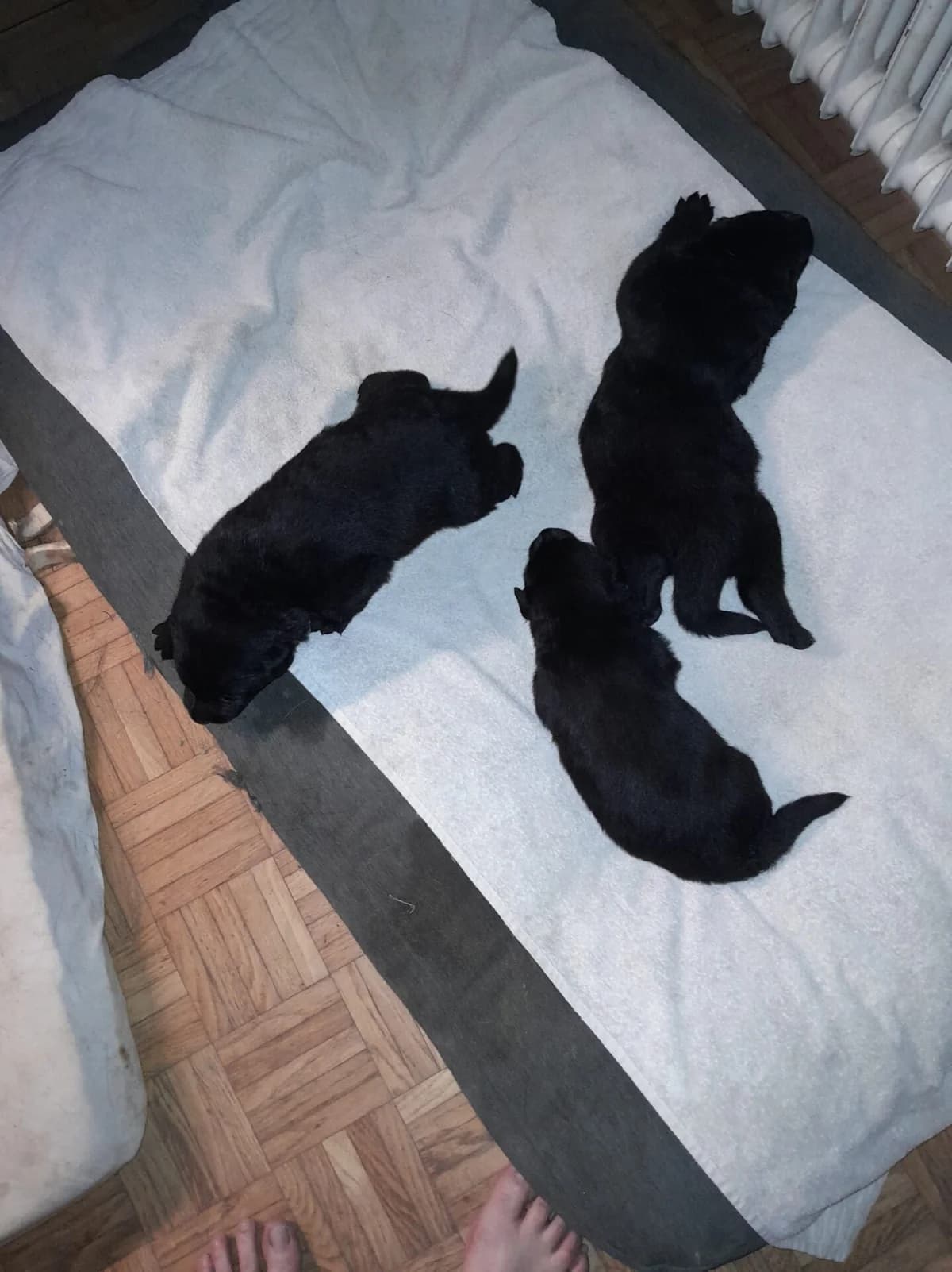 Deutsche Schäferhund Welpen Rüden, Mixed Breed (Petsearch.ch)