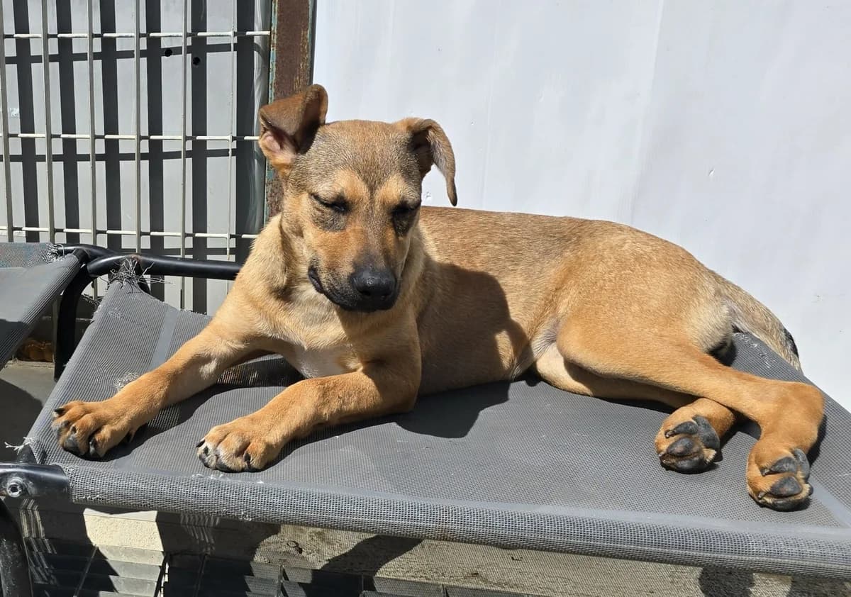 ihr Traum: spielen, kuscheln, lernen, Mixed Breed (Petsearch.ch)