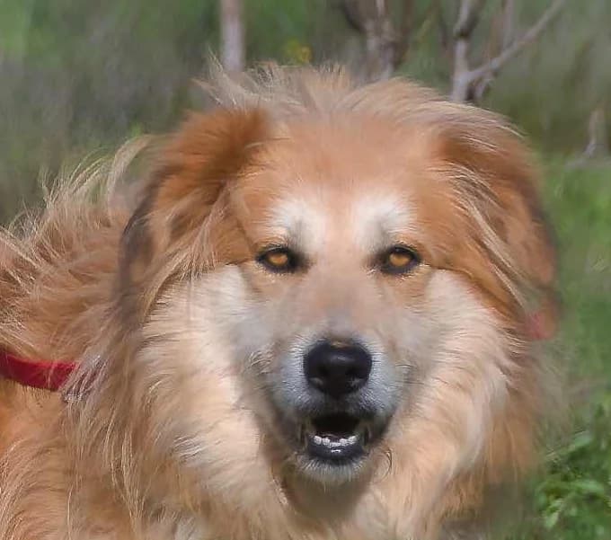 Rolex, anhänglich und aufgeschlossen, Mixed Breed (Petsearch.ch)