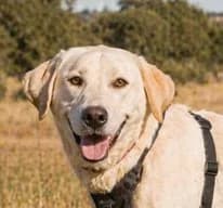Doya, ein grosser Schatz, Mixed Breed (Petsearch.ch)