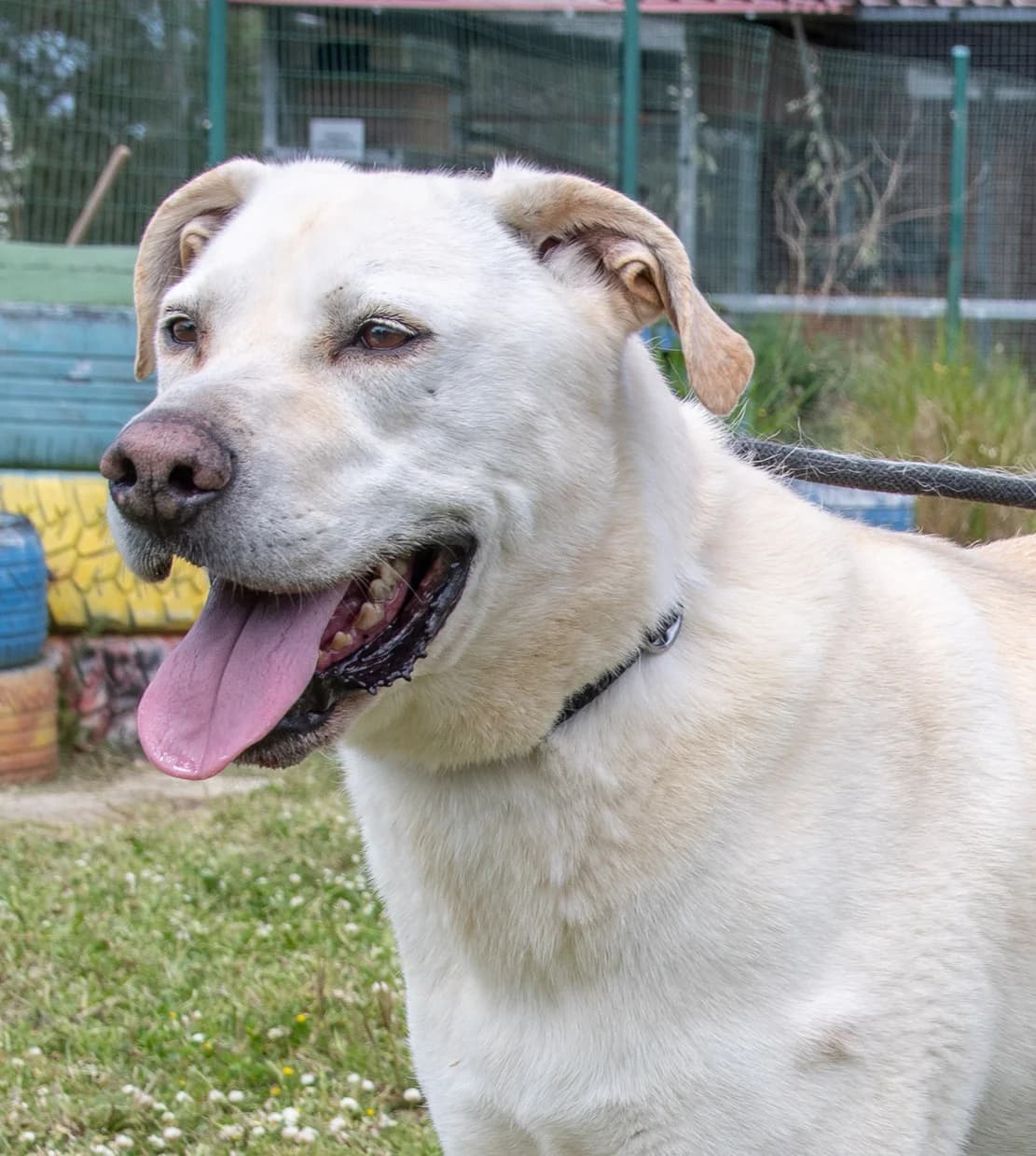 Lucas, ein temperamentvoller Bursche, Mixed Breed (Petsearch.ch)