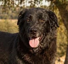 Mike, ein Goldschatz, Mixed Breed (Petsearch.ch)